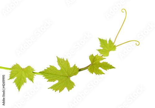 Photo: Vine leaves Vine leaves