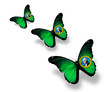 Three Washington flag butterflies, isolated on white