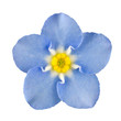 Photo: Forget-me-not Blue Flower Isolated on White Forget-me-not Blue Flower Isolated on White
