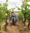 repiquage de vignes