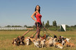 Photo: girl and chihuahuas girl and chihuahuas