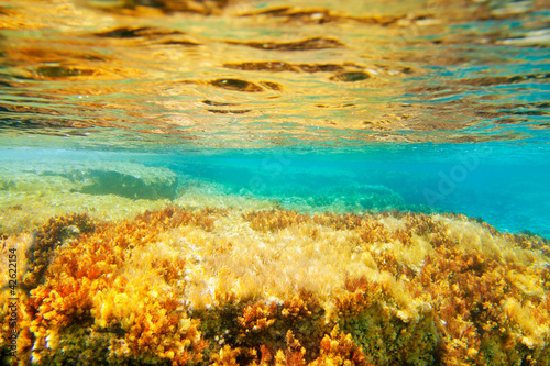 Photo: Ibiza Formentera underwater anemone seascape Ibiza Formentera underwater anemone seascape