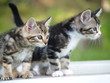 Chatons tigrés