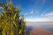 Neusiedlersee Purbach Schilf
