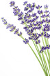 Foto: Lavendel auf weißem Hintergrund Lavendel auf weißem Hintergrund