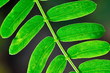 glowing leaves of popinac tree