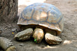 Big tortoise
