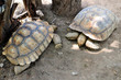 Big tortoise
