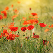 Foto: Poppies Poppies