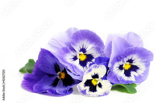 Photo: Violet pansies Violet pansies