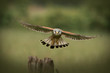 Foto: Male Kestrel in flight Male Kestrel in flight