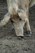 Freilandschwein mit Locken