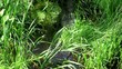Sedge grass in a small river