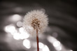 Pusteblume