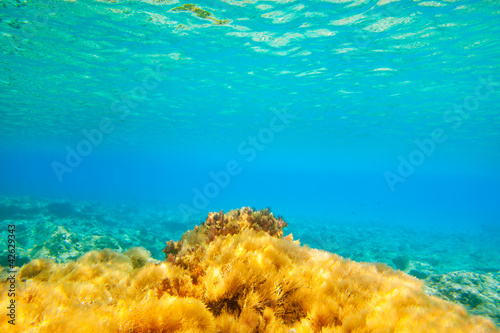 Photo: Ibiza Formentera underwater anemone seascape Ibiza Formentera underwater anemone seascape