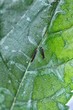 silkworm egg newborns two hours ago