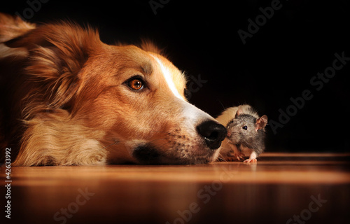 Photo: Dog and mouse friends Dog and mouse friends