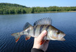 Perch fishing trophy