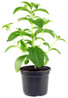 Photo: Stevia Rebaudiana Plant CutOut Stevia Rebaudiana Plant CutOut