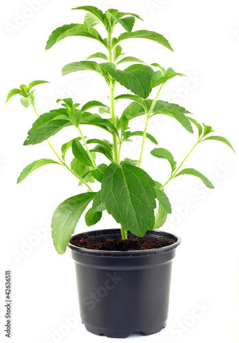 Photo: Stevia Rebaudiana Plant CutOut Stevia Rebaudiana Plant CutOut