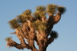 Joshua Tree