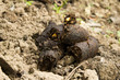 dog feces
