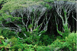 West Coast, New Zealand