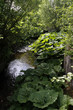 Pestwurz am Ufer der Bega in Dörentrup