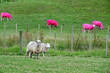 Pink Sheep, New Zealand