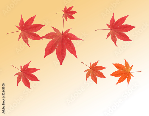 Foto: Autumn Leaf Background Autumn Leaf Background