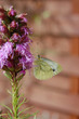 Foto: schmetterling schmetterling