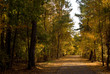 Autumn Path