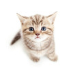 Photo: top view of baby cat kitten isolated on white background top view of baby cat kitten isolated on white background