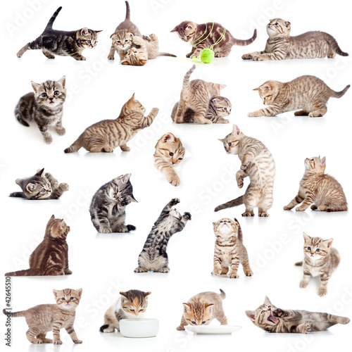 Foto: collection of funny playful cat kitten isolated on white backgro collection of funny playful cat kitten isolated on white backgro