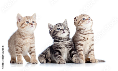 Photo: three little cats kittens looking up isolated on white backgroun three little cats kittens looking up isolated on white backgroun