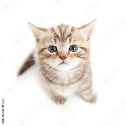 Foto: top view of baby cat kitten isolated on white background top view of baby cat kitten isolated on white background