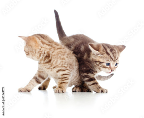 Photo: two young cat kittens play together two young cat kittens play together