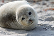 Kegelrobbe auf Helgoland