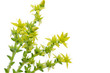 Scharfer Mauerpfeffer (Sedum acre) auf weißem Hintergrund