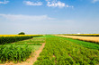 Bio field