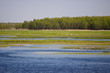 Biebrza river view next to forest