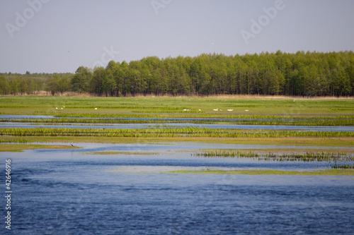 Photo: Biebrza river view next to forest Biebrza river view next to forest