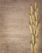 wheat on the  background
