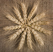 wheat on the  background