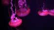 Video: Jellyfish Jellyfish