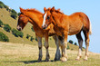 Red horses taken in the mountains in Italy