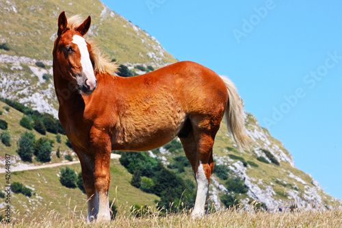 Photo: Red horses taken in the mountains in Italy Red horses taken in the mountains in Italy