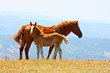 Red horses taken in the mountains in Italy