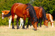 Beautiful red horses taken in Italian mountains - the Apennines
