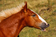 Beautiful red horses taken in Italian mountains - the Apennines